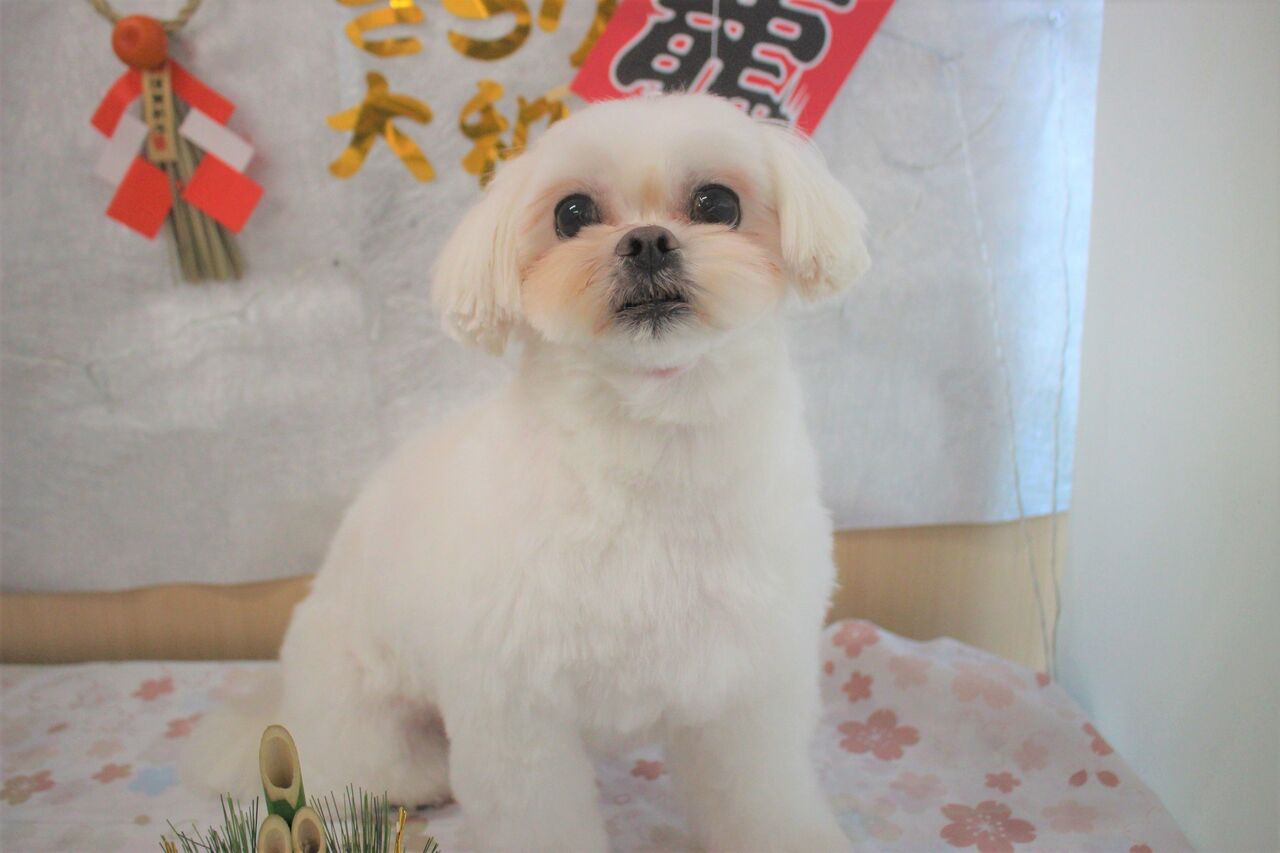 うるちゃん ミックス ゆるちゃん トイプードル ルルちゃん ペキニーズ ペットサロンきらり大和店 うるちゃん ミックス ゆるちゃん トイプードル ルルちゃん ペキニーズ ペットサロンきらり大和店