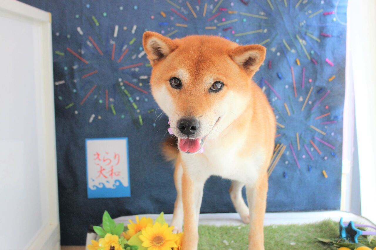 ももたろうくん マリちゃん 柴犬 ダックス ペットサロンきらり大和店