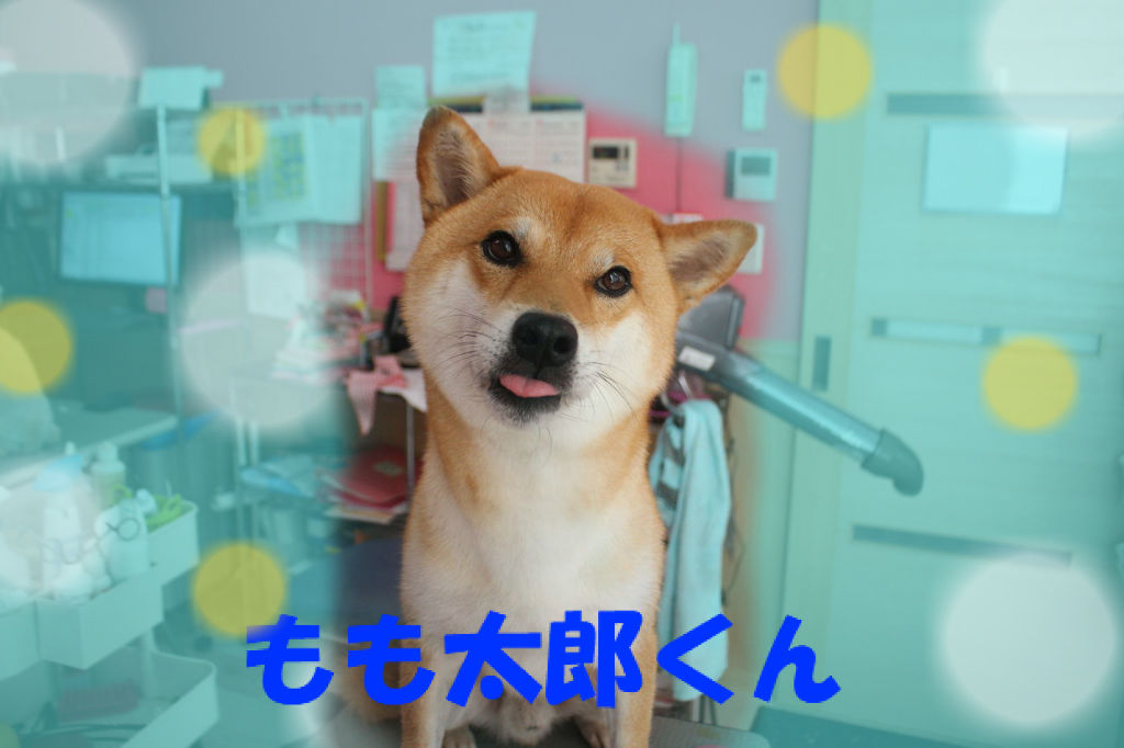 もも太郎くん 柴犬 マリちゃん Mダックス ペットサロンきらり大和店