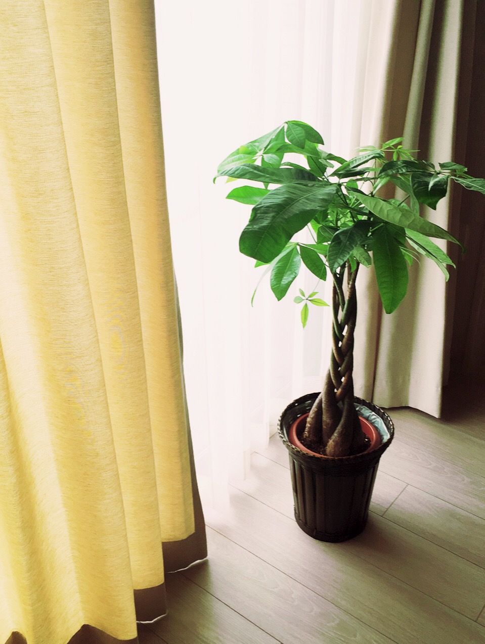 アラフォーからの きらめきライフ通信 観葉植物もネット通販で Flower Kitchen Jiyugaoka フラワーキッチン自由が丘 のインテリアグリーンが可愛い