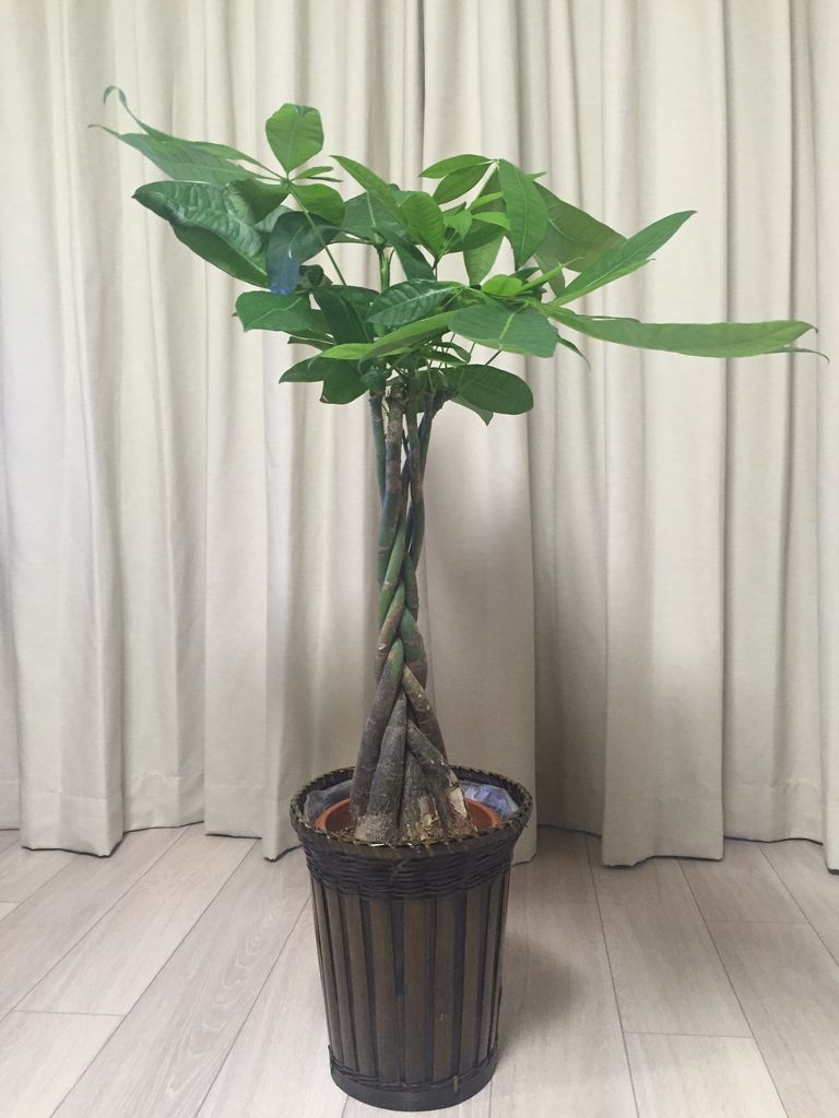 アラフォーからの きらめきライフ通信 観葉植物もネット通販で Flower Kitchen Jiyugaoka フラワーキッチン自由が丘 のインテリアグリーンが可愛い