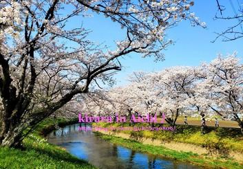 五条川の桜♪