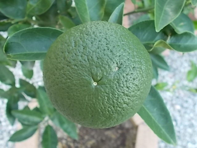 イメージ 4