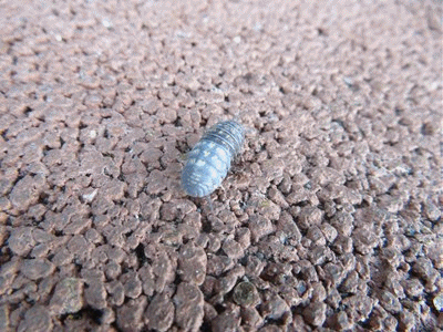 117~135  脱皮中？