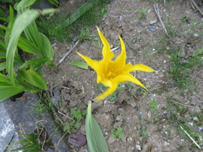 イメージ 7