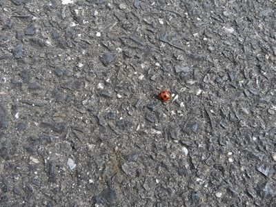 21年01月 きららきらら