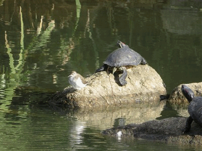 1072~1094 イソシギ