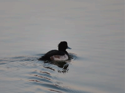 746~755 キンクロハジロ