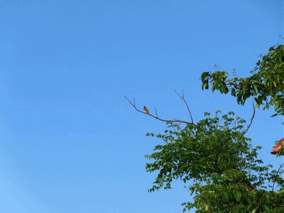 564~574 オオヨシキリ