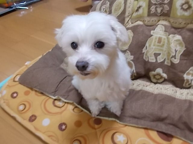 イメージ 6