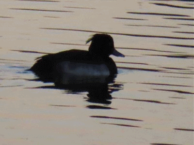 345~350 キンクロハジロ