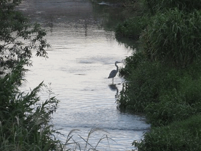 626~634  アオサギ