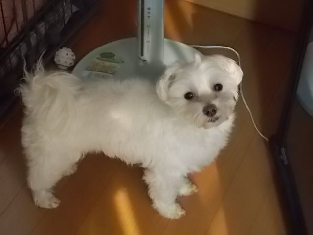 イメージ 5