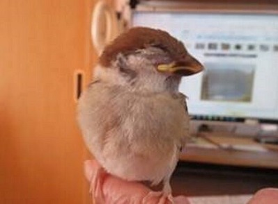 すずめ放鳥直前aaa