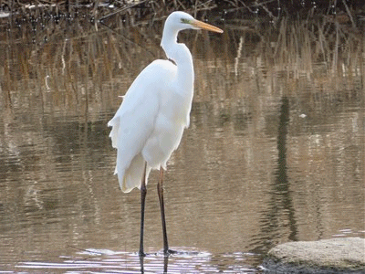 206~211 ダイサギとイタチ