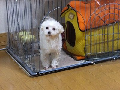 イメージ 10