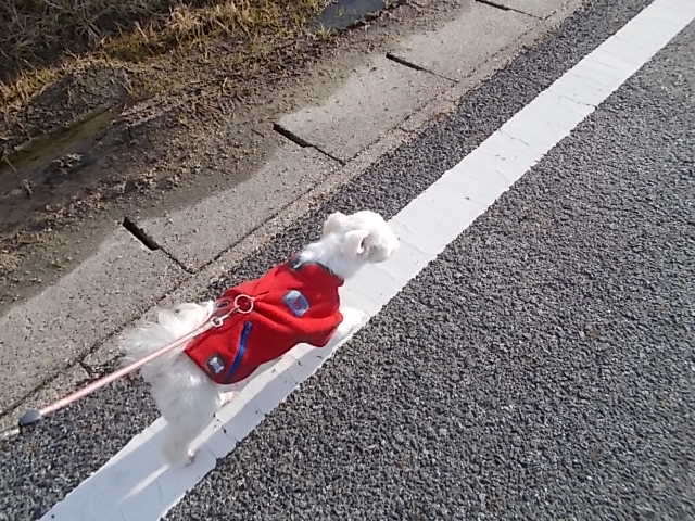 イメージ 5