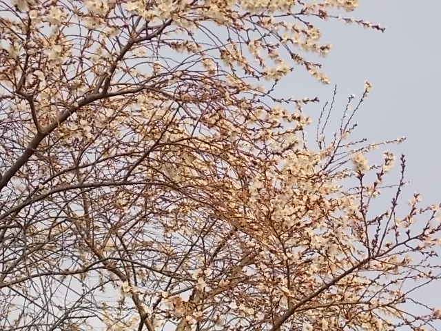 イメージ 7