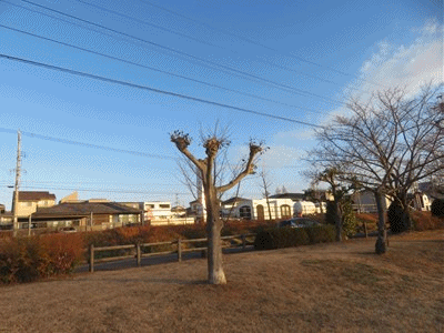 576~577 バオバブの木