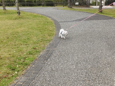 イメージ 13