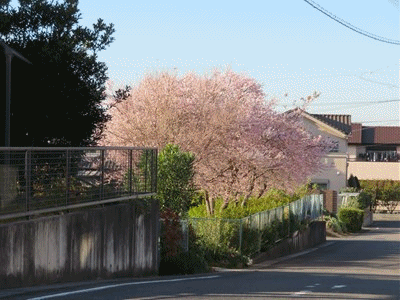 四季桜が満開 朝ご飯とお昼ご飯 きららきらら 四季桜が満開 朝ご飯とお昼ご飯 きららきらら