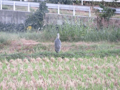 518~522 淋しい後ろ姿