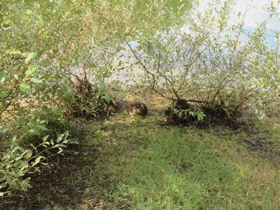 719~724 ヌートリア