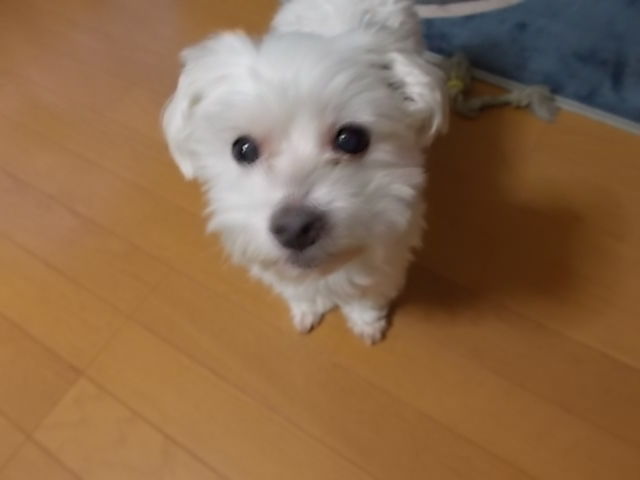 イメージ 4