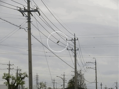 968~971 アオサギ