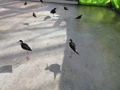 1泊旅行へ その2 掛川花鳥園 ハシビロコウ きららきらら 1泊旅行へ その2 掛川花鳥園 ハシビロコウ きららきらら