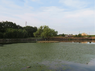 141~150 島まで草刈