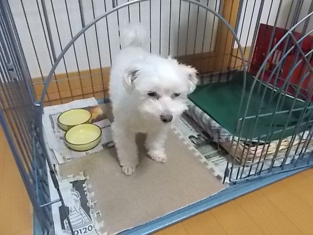 イメージ 4