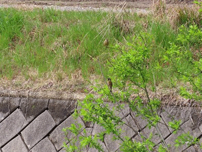 849~864 カワラヒワ