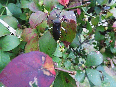 696~705 キバラヘリカメムシ 成虫