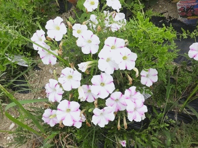 イメージ 6