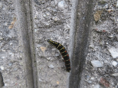 3398~3413 センスジスズメ