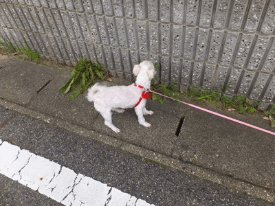 イメージ 2