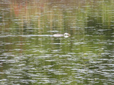 599~646 カンムリカイツブリ