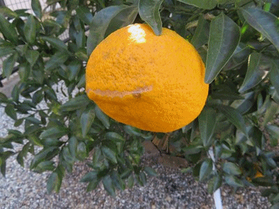 イメージ 5