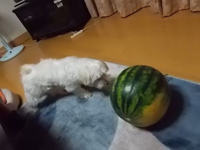 イメージ 3