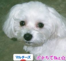 https://dog.blogmura.com/maltese/ranking.html へ イメージ 4