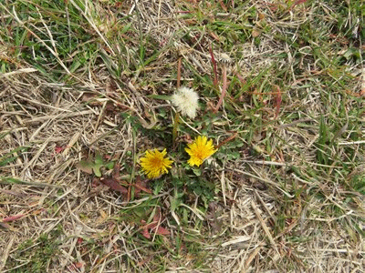 鯉が１匹もいない リコッタチーズのパンケーキ きららきらら
