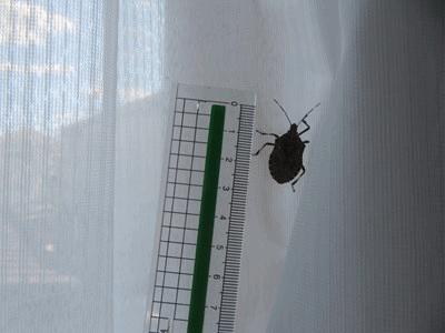 405~406  カメムシ