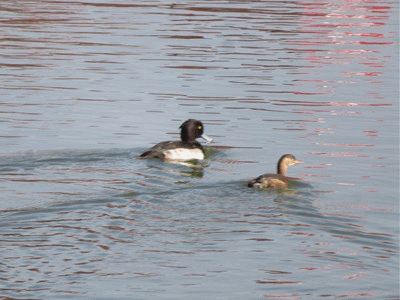 5041~5050 カイツブリ と