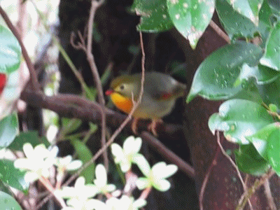 404~413 ソウシチョウ