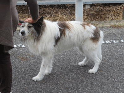 662~666 さくらちゃん 15才