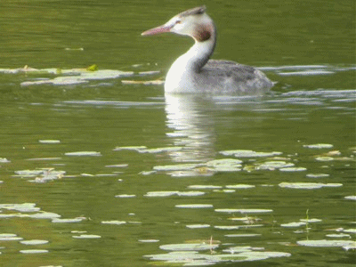 698~709 カンムリカイツブリ