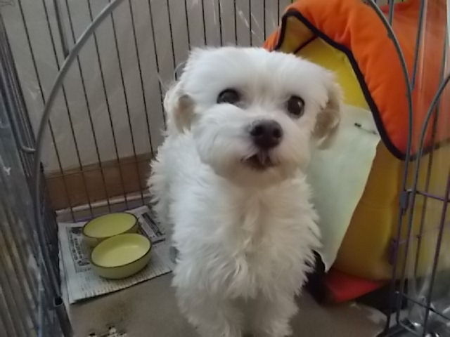 イメージ 5