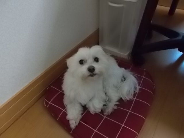 イメージ 1