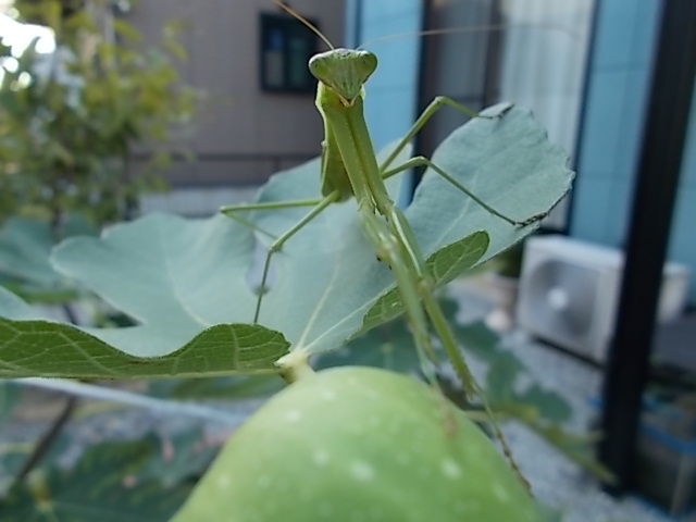 イメージ 4